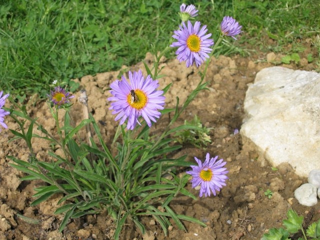 Erigeron  alpinus